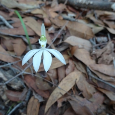 Caladenia catenata (White Fingers) at Noosa National Park - 28 May 2020 by JoanH