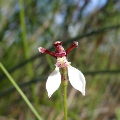 Eriochilus cucullatus (Parson's Bands) at Tewantin, QLD - 27 Apr 2020 by JoanH