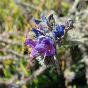 Echium vulgare at Dunlop, ACT - 8 Jun 2020