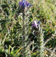 Echium vulgare at Dunlop, ACT - 8 Jun 2020