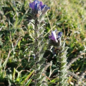 Echium vulgare at Dunlop, ACT - 8 Jun 2020