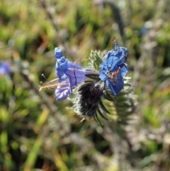 Echium vulgare at Dunlop, ACT - 8 Jun 2020