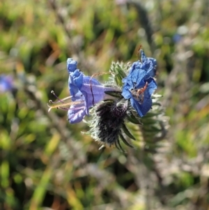 Echium vulgare at Dunlop, ACT - 8 Jun 2020