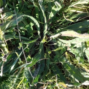 Echium vulgare at Dunlop, ACT - 8 Jun 2020