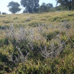 Echium vulgare at Dunlop, ACT - 8 Jun 2020