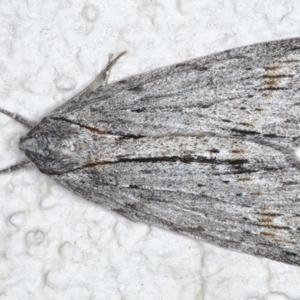 Chlenias banksiaria group at Ainslie, ACT - 8 Jun 2020 08:10 PM