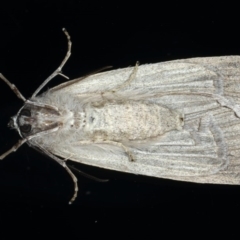 Chlenias banksiaria group at Ainslie, ACT - 8 Jun 2020 08:10 PM