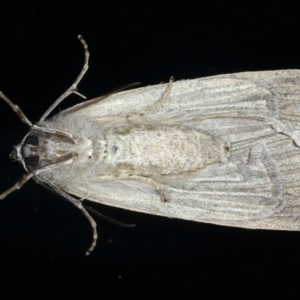 Chlenias banksiaria group at Ainslie, ACT - 8 Jun 2020 08:10 PM