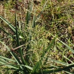 Dianella sp. aff. longifolia (Benambra) (Pale Flax Lily, Blue Flax Lily) at Mount Painter - 8 Jun 2020 by CathB