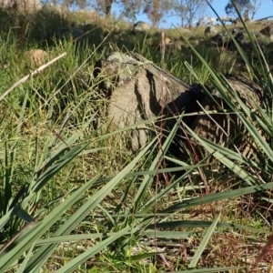 Dianella sp. aff. longifolia (Benambra) at Cook, ACT - 8 Jun 2020