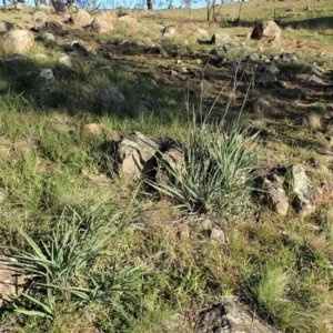 Dianella sp. aff. longifolia (Benambra) at Cook, ACT - 8 Jun 2020