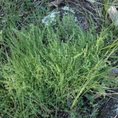 Galium gaudichaudii subsp. gaudichaudii (Rough Bedstraw) at Cook, ACT - 8 Jun 2020 by CathB