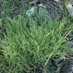 Galium gaudichaudii subsp. gaudichaudii (Rough bedstraw) at Cook, ACT - 8 Jun 2020 by CathB