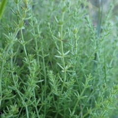 Galium gaudichaudii subsp. gaudichaudii at Cook, ACT - 8 Jun 2020