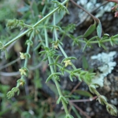 Galium gaudichaudii subsp. gaudichaudii at Cook, ACT - 8 Jun 2020