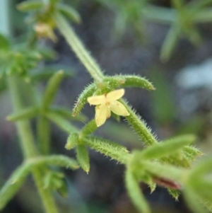 Galium gaudichaudii subsp. gaudichaudii at Cook, ACT - 8 Jun 2020