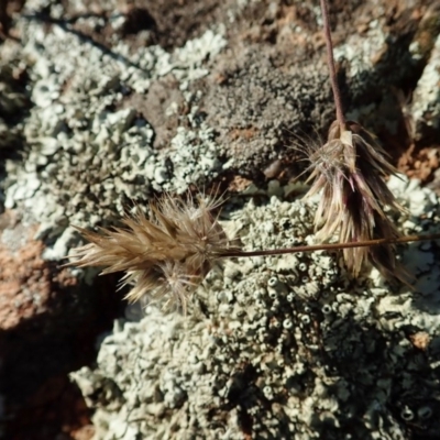 Enneapogon nigricans (Nine-awn Grass, Bottlewashers) at Cook, ACT - 8 Jun 2020 by CathB