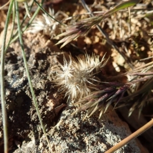 Enneapogon nigricans at Cook, ACT - 8 Jun 2020 02:07 PM