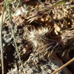 Enneapogon nigricans at Cook, ACT - 8 Jun 2020