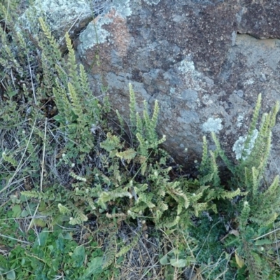 Cheilanthes distans (Bristly Cloak Fern) at Cook, ACT - 5 Jun 2020 by CathB