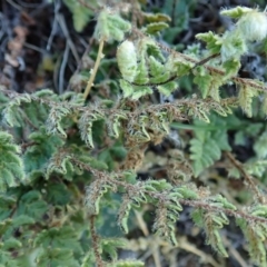 Cheilanthes distans at Cook, ACT - 5 Jun 2020
