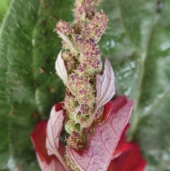 Chenopodium album (Fat Hen) at Cook, ACT - 6 Jun 2020 by CathB