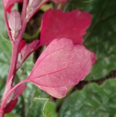 Chenopodium album at Cook, ACT - 7 Jun 2020