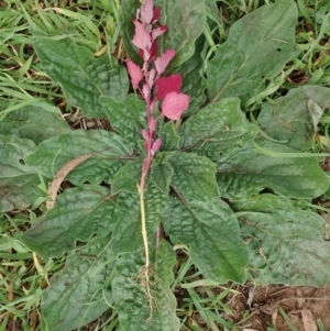 Chenopodium album at Cook, ACT - 7 Jun 2020 09:58 AM