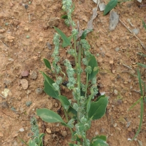 Chenopodium album at Cook, ACT - 7 Jun 2020