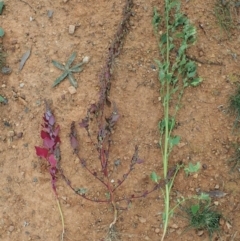 Chenopodium album at Cook, ACT - 7 Jun 2020