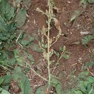 Amaranthus retroflexus at Cook, ACT - 7 Jun 2020