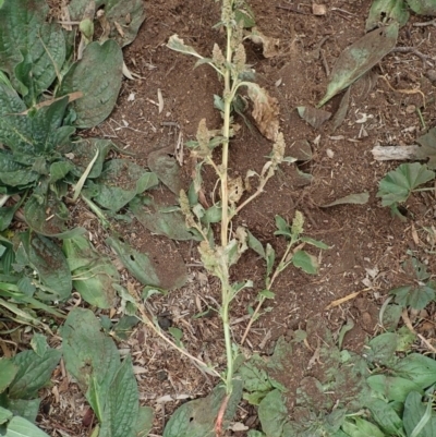 Amaranthus retroflexus (Redroot Amaranth) at Mount Painter - 7 Jun 2020 by CathB