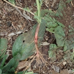 Amaranthus retroflexus at Cook, ACT - 7 Jun 2020