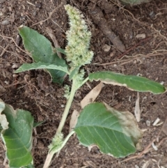 Amaranthus retroflexus at Cook, ACT - 7 Jun 2020