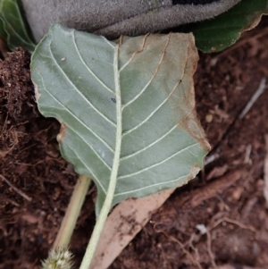 Amaranthus retroflexus at Cook, ACT - 7 Jun 2020