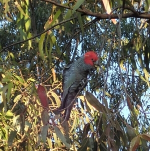 Callocephalon fimbriatum at Cook, ACT - suppressed