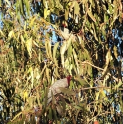 Callocephalon fimbriatum at Cook, ACT - suppressed