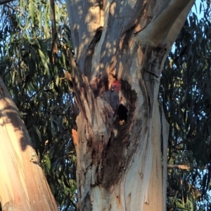 Callocephalon fimbriatum at Cook, ACT - suppressed