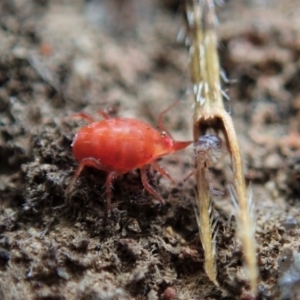 Bdellidae sp. (family) at Cook, ACT - 7 Jun 2020