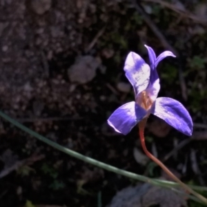 Wahlenbergia sp. at Banks, ACT - 3 Jun 2020