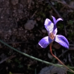 Wahlenbergia sp. (Bluebell) at Banks, ACT - 3 Jun 2020 by BarrieR