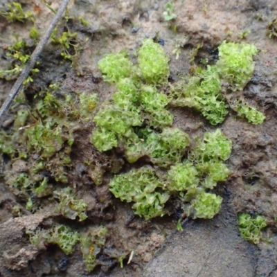 Fossombronia sp. (genus) (A leafy liverwort) at Black Mountain - 9 Jun 2020 by RWPurdie