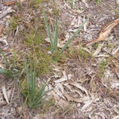 Dianella sp. aff. longifolia (Benambra) (Pale Flax Lily, Blue Flax Lily) at Mount Pleasant - 9 Jun 2020 by MichaelMulvaney