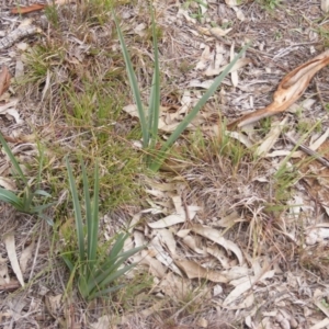 Dianella sp. aff. longifolia (Benambra) at Campbell, ACT - 9 Jun 2020 11:19 AM