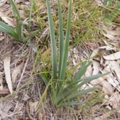 Dianella sp. aff. longifolia (Benambra) at Campbell, ACT - 9 Jun 2020