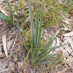Dianella sp. aff. longifolia (Benambra) at Campbell, ACT - 9 Jun 2020