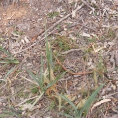 Dianella sp. aff. longifolia (Benambra) (Pale Flax Lily, Blue Flax Lily) at Campbell, ACT - 9 Jun 2020 by MichaelMulvaney