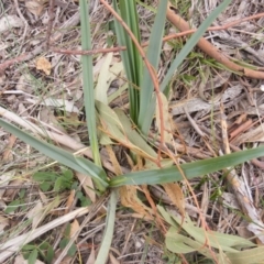 Dianella sp. aff. longifolia (Benambra) at Campbell, ACT - 9 Jun 2020 11:28 AM