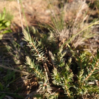 Melichrus urceolatus (Urn Heath) at Mount Pleasant - 8 Jun 2020 by Kym