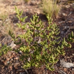 Cheilanthes sieberi (Rock Fern) at Campbell, ACT - 9 Jun 2020 by Kym